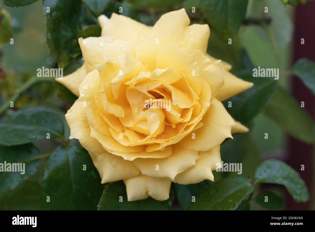 Schöne frische Rosenblume im Garten. Rosenblüten auf dem Hintergrund verschwommene Rosen Blüten im Garten der Rosen Stockfoto