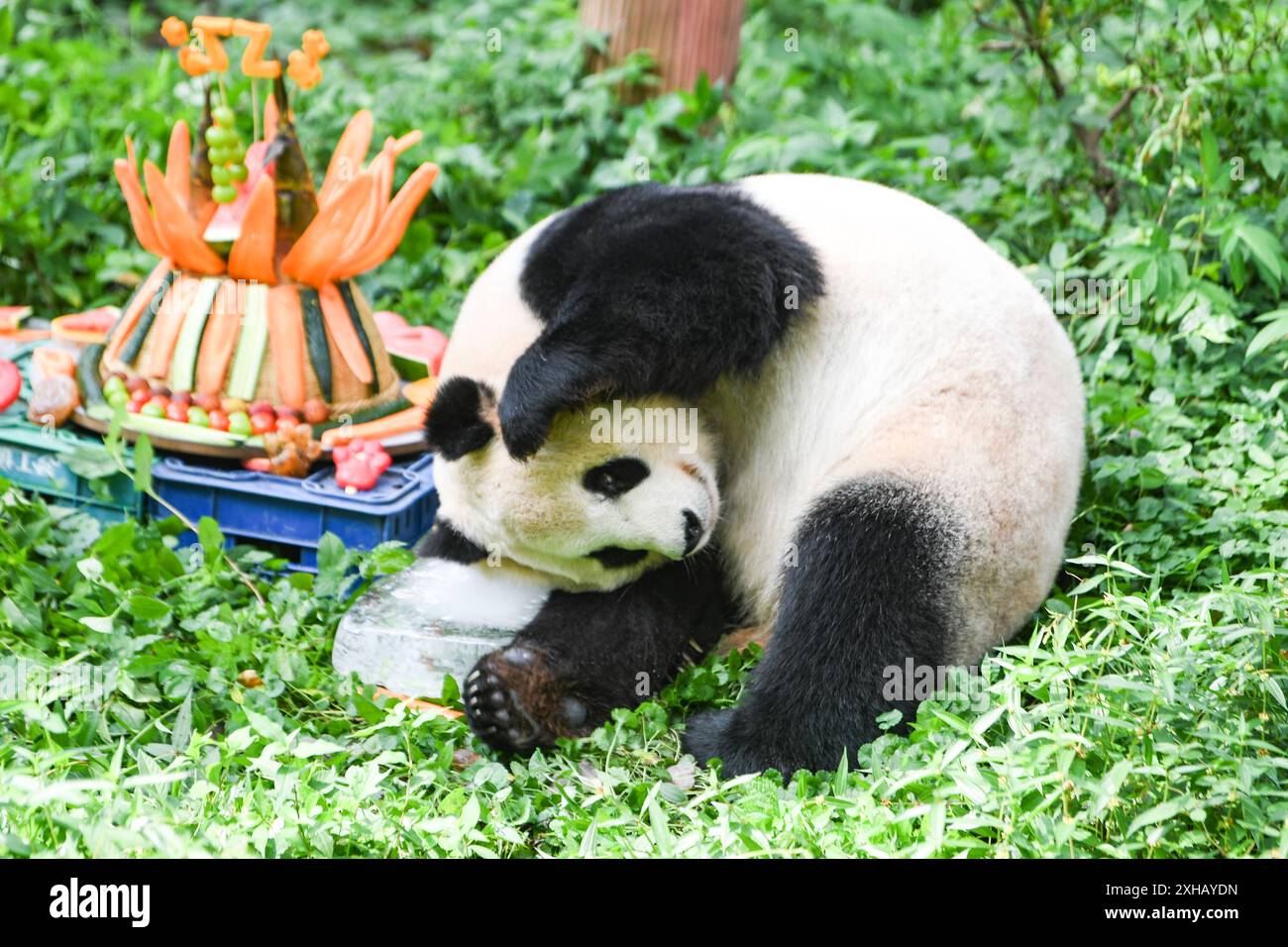 Peking, China. Juli 2024. Im Chongqing Zoo in der südwestlichen chinesischen Gemeinde Chongqing wird am 12. Juli 2024 ein riesiger Panda abgebildet. Quelle: Wang Quanchao/Xinhua/Alamy Live News Stockfoto