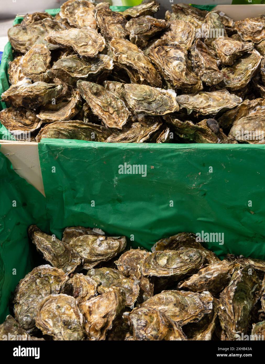 Frische lebende Austern verschiedener Größen Fine de Claire in der Markthalle, die zum Mittagessen serviert werden können, aus nächster Nähe, aus dem Austernbauerndorf, Arcachon Bay, Guj Stockfoto