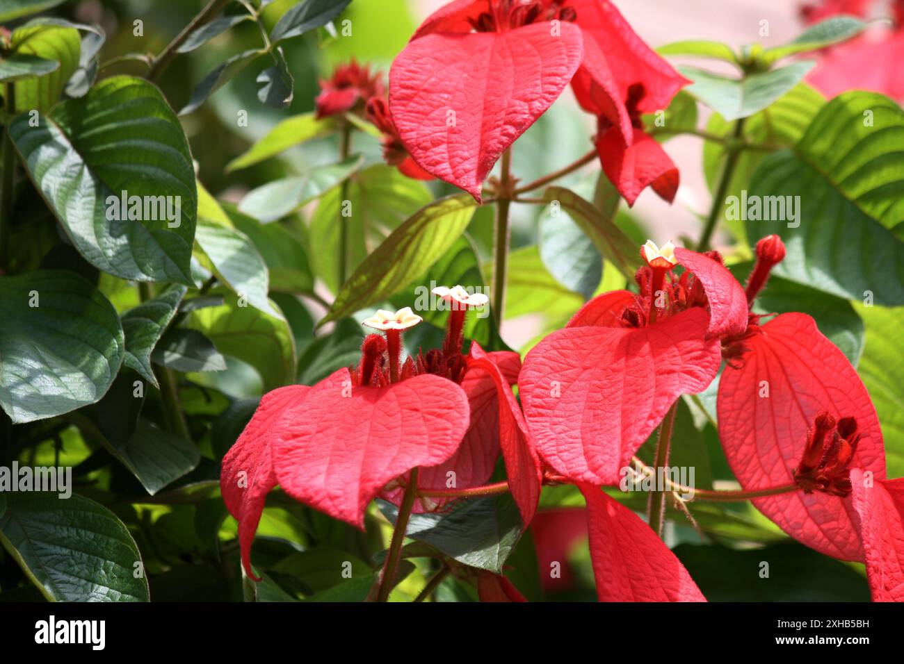 Roter Fahnenstrauch (Mussaenda erythrophylla) in Blüte : (Bild Sanjiv Shukla) Stockfoto