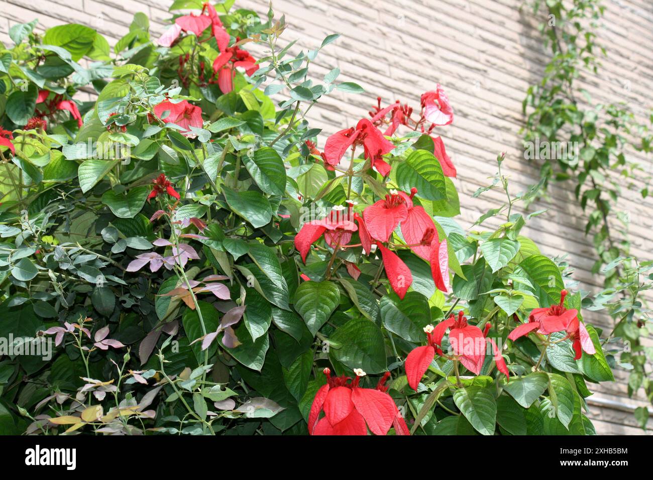 Roter Fahnenstrauch (Mussaenda erythrophylla) in Blüte : (Bild Sanjiv Shukla) Stockfoto