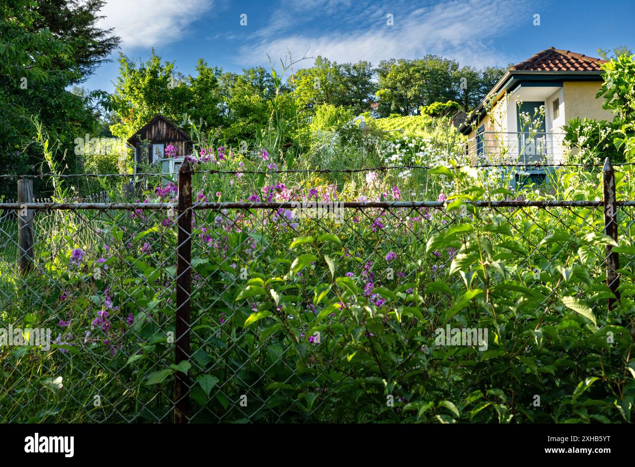 Bewachsener Garten in Süddeutschland im Sommer Stockfoto