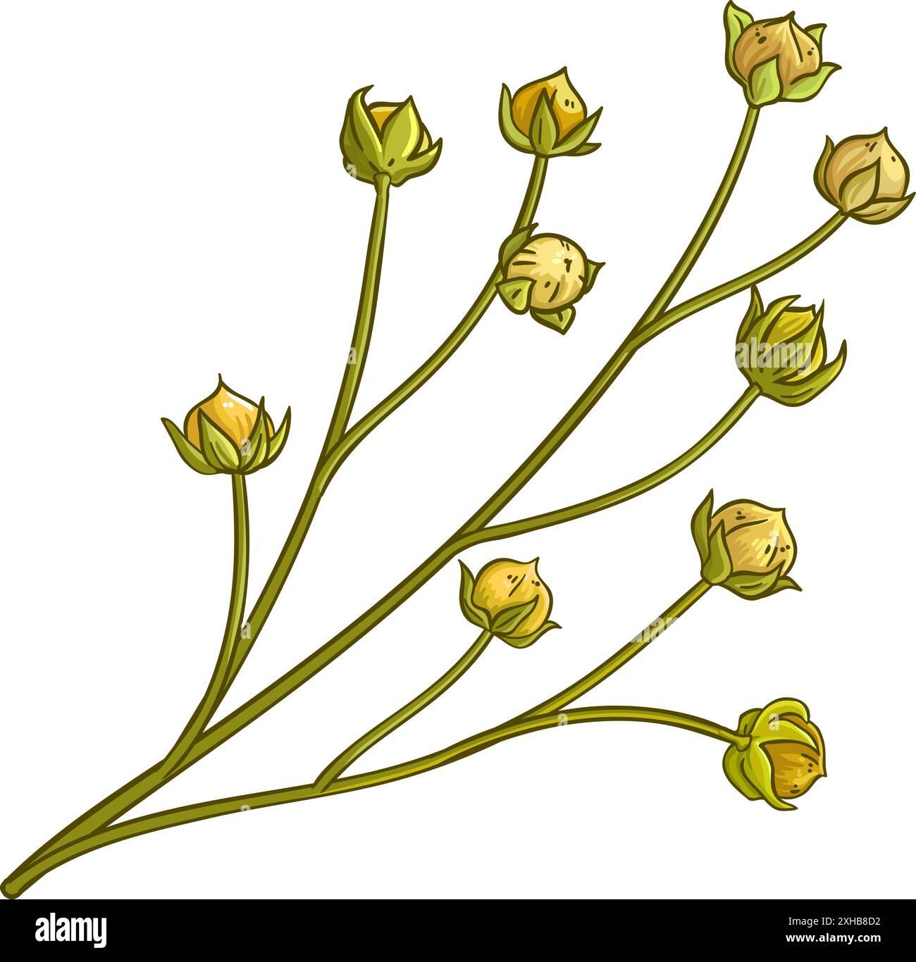 Farbige Detaillierte Abbildung Mit Flachszweig Stock Vektor