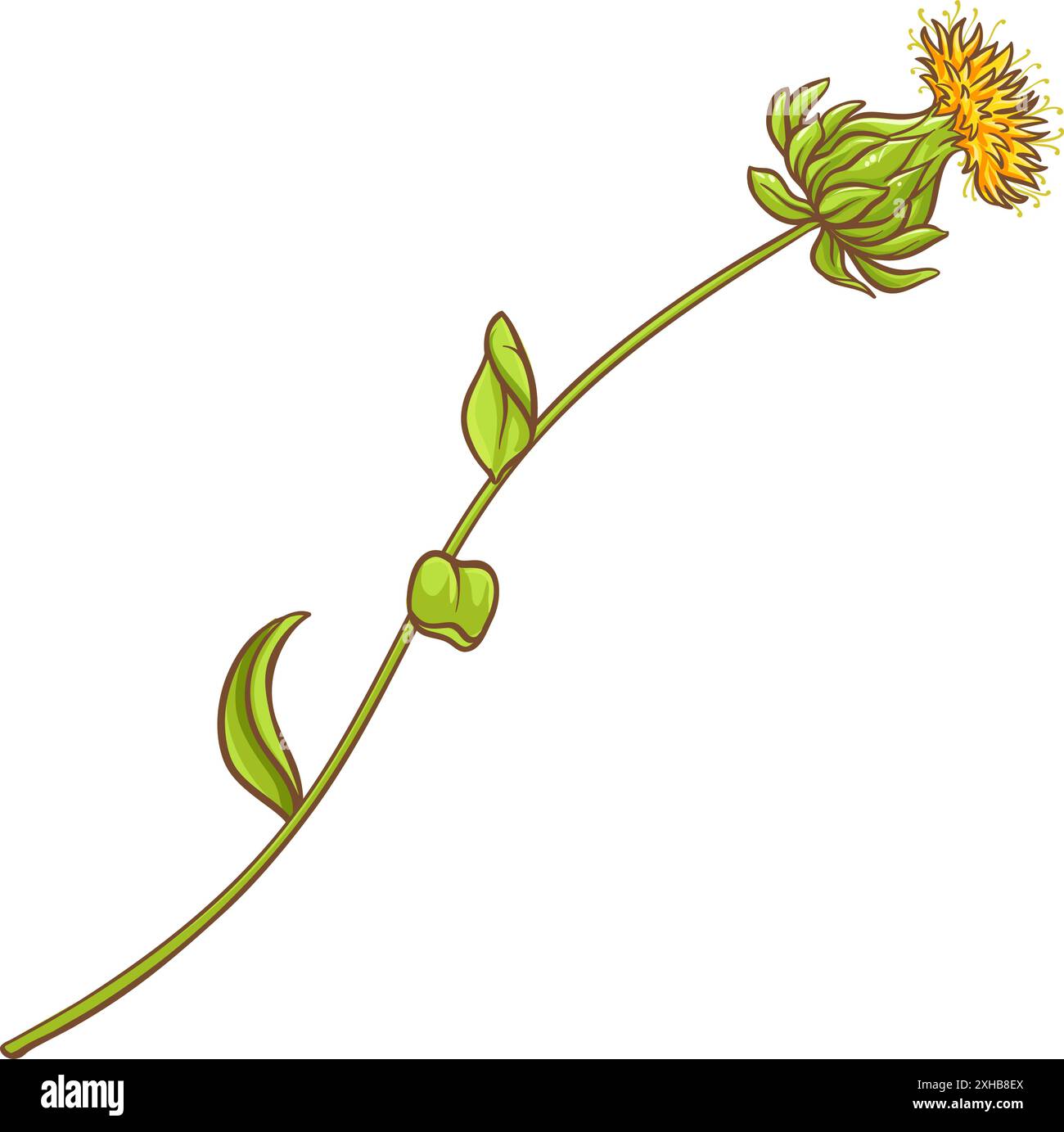 Färberpflanze Farbige Detaillierte Illustration Stock Vektor