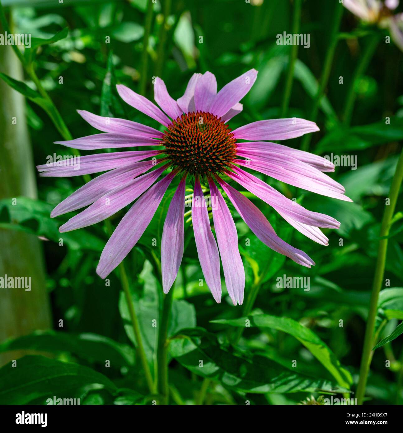 Echinacea, Purple Coneflower, Echinacea purpurea. Botanischer Garten, Frankfurt, Deutschland, Europa Stockfoto