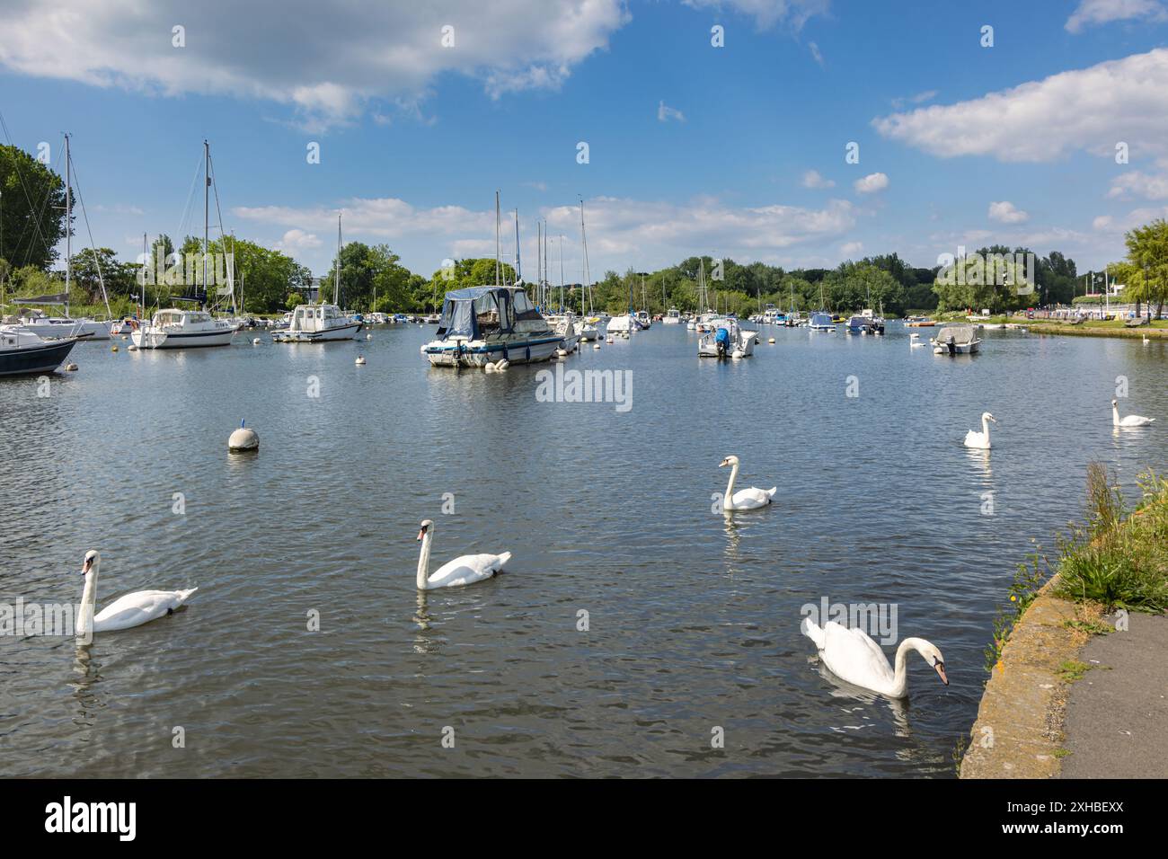 Schwäne auf dem Fluss Stour am Christchurch Town Quay, Dorset Stockfoto