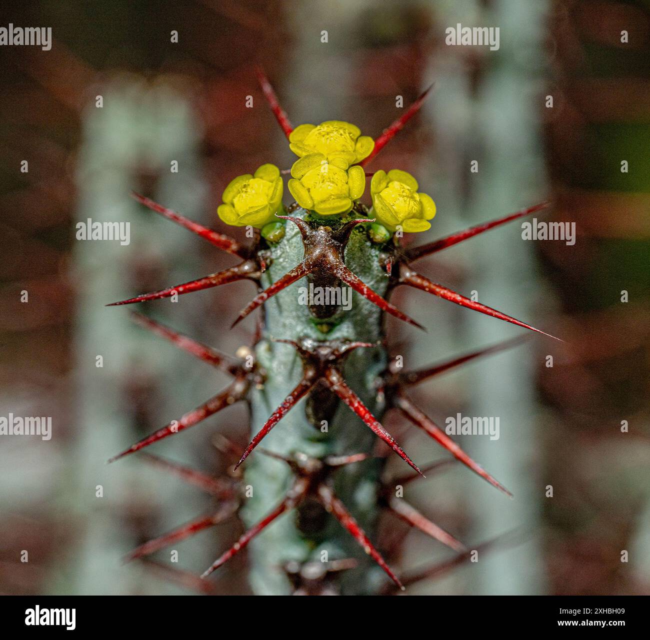 Gelben Blüten einer dornigen südafrikanische Pflanze der ariden Regionen in der Wolfsmilch-Familie. Euphorbia aeruginosa Stockfoto Gelben Blüten einer dornigen südafrikanische Pflanze der ariden Regionen in der Wolfsmilch-Familie. Euphorbia aeruginosa Stockfoto