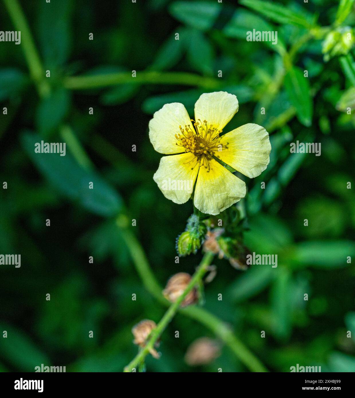 Die Blüte der gewöhnlichen Rockrose (Helianthemum nummularium) Stockfoto