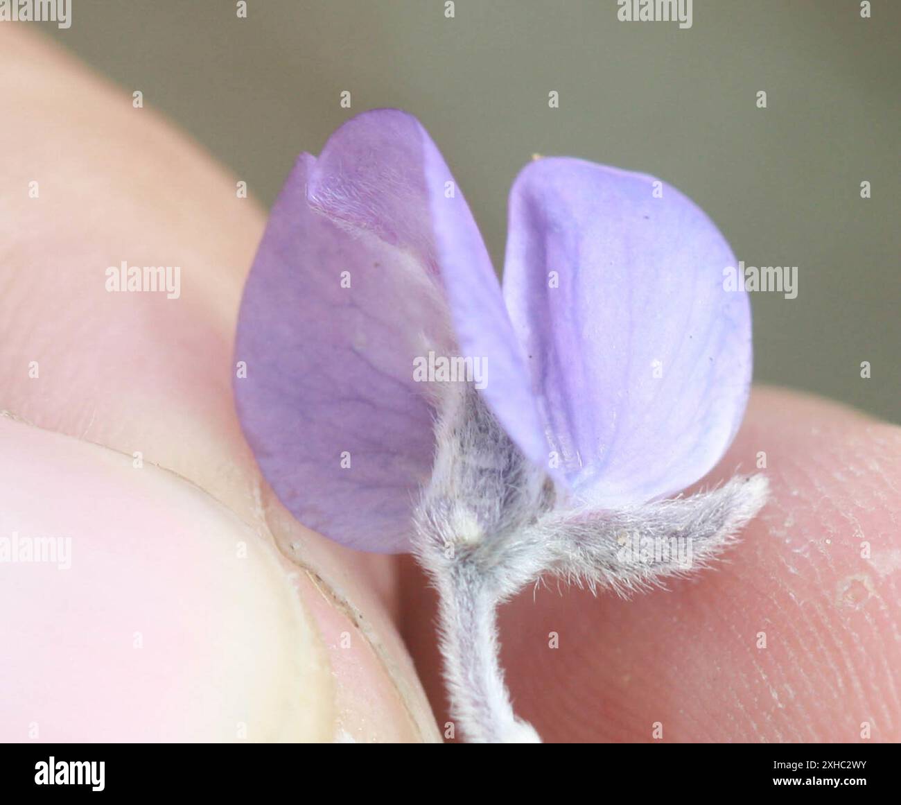 Chamisso Bush Lupine (Lupinus chamissonis) san bruno Berg Stockfoto