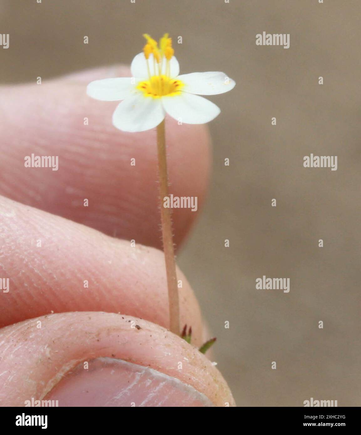 Variable Linanthus (Leptosiphon parviflorus) Redwood City, Kalifornien, Vereinigte Staaten Stockfoto