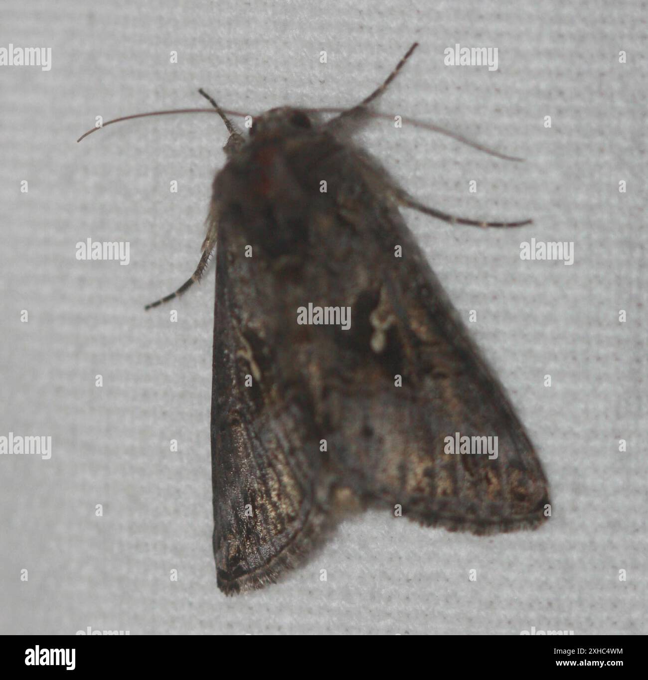 Gray Looper Moth (Rachiplusia ou) 30.2382416667, -97,8091283333 Stockfoto