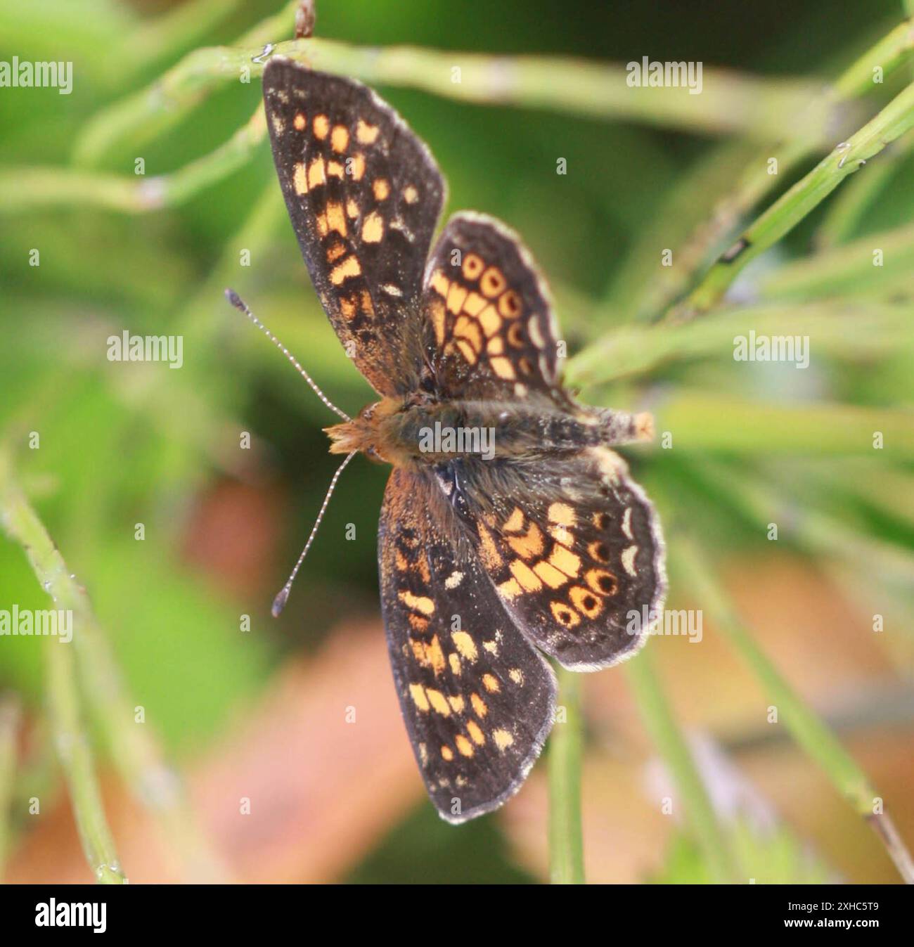 Feldmond (Phyciodes pulchella) san bruno Berg Stockfoto