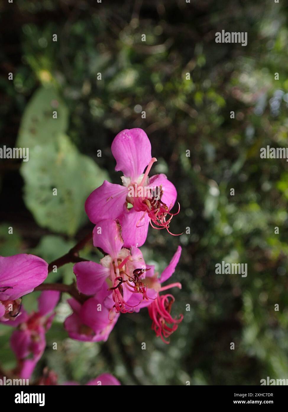 (Dichaetanthera cordifolia) VONDROZO Stockfoto