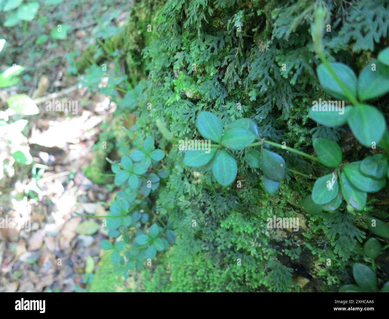 acorn peperomia (Peperomia tetraphylla) Collinshoek in den Outeniquas Stockfoto