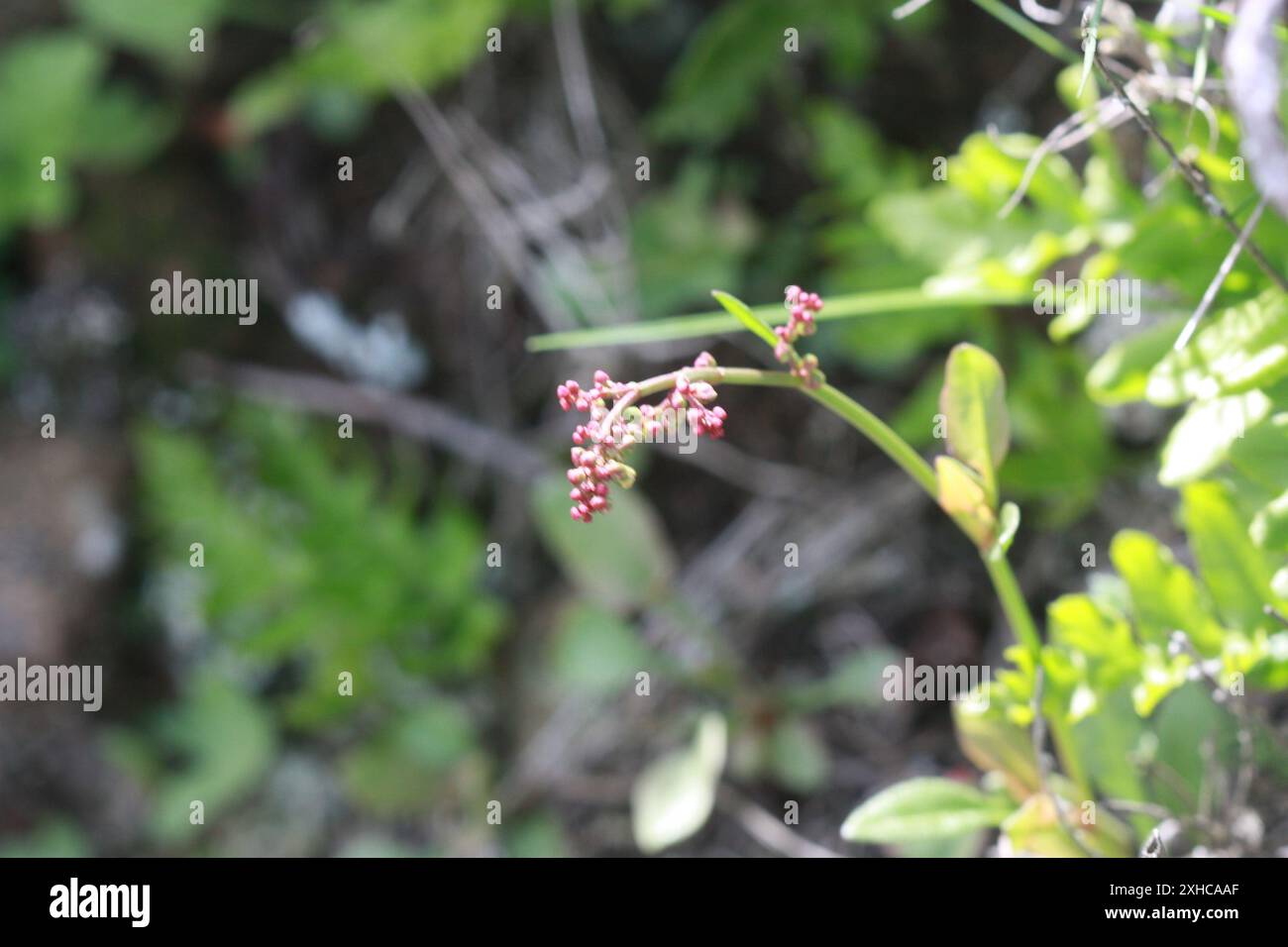 Schafsauerscheißer (Rumex acetosella) san bruno Berg Stockfoto