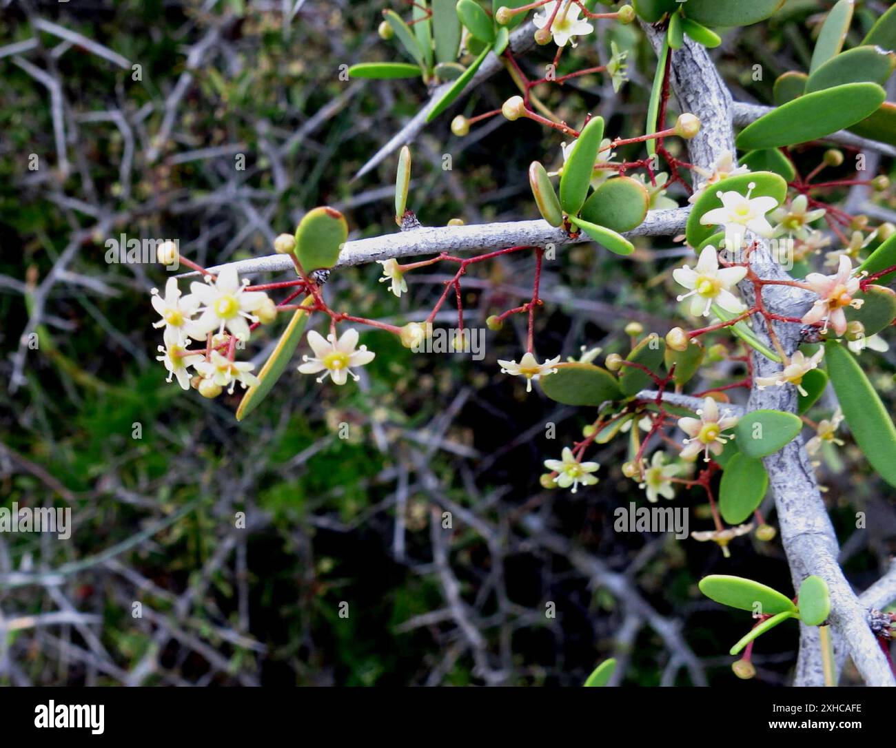 Schiene Spike-Thorn (Gloveria integrifolia) Min. Wasser in der Klein Karoo Stockfoto