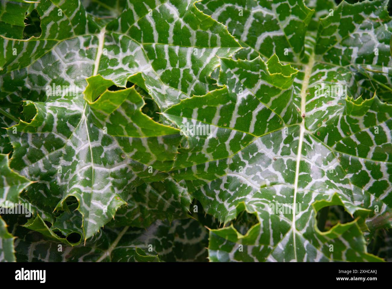 Distelblätter. Stockfoto