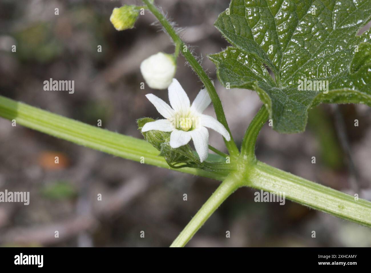 Küstenmanroot (Marah oregana) san bruno Berg Stockfoto