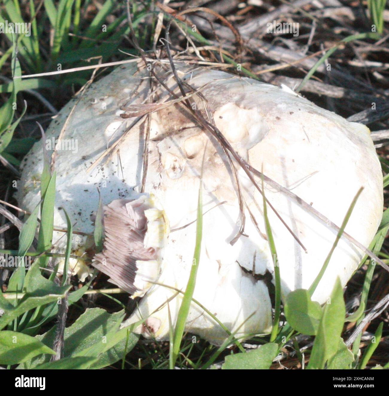 Gelber Stainer (Agaricus xanthodermus) san bruno Berg Stockfoto