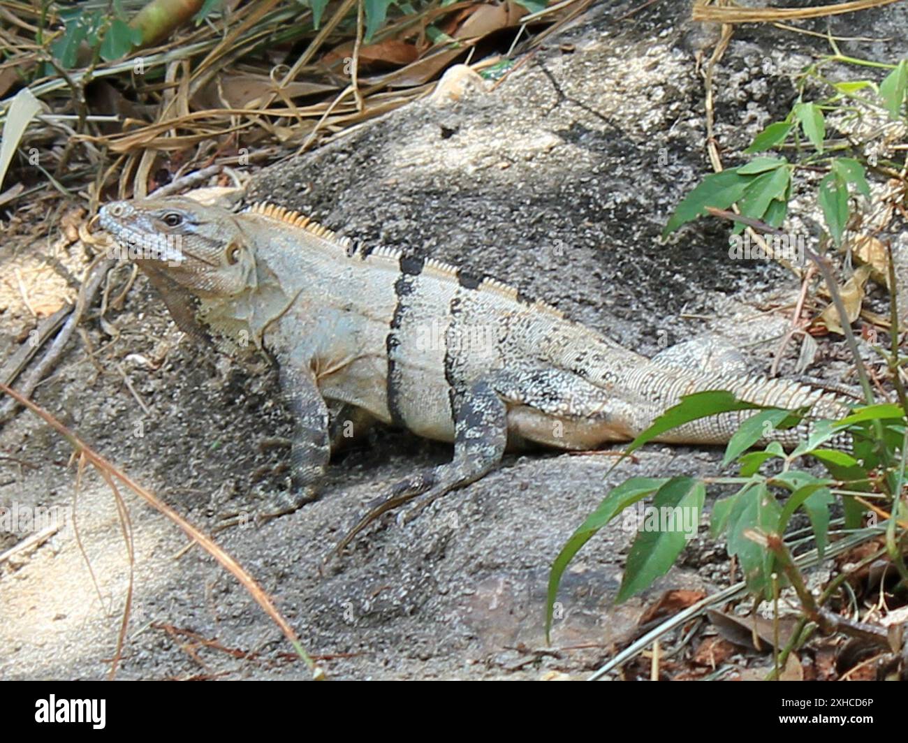 Schwarzer Stachelschwanz-Iguana (Ctenosaura similis) San Ignacio, Belize Stockfoto