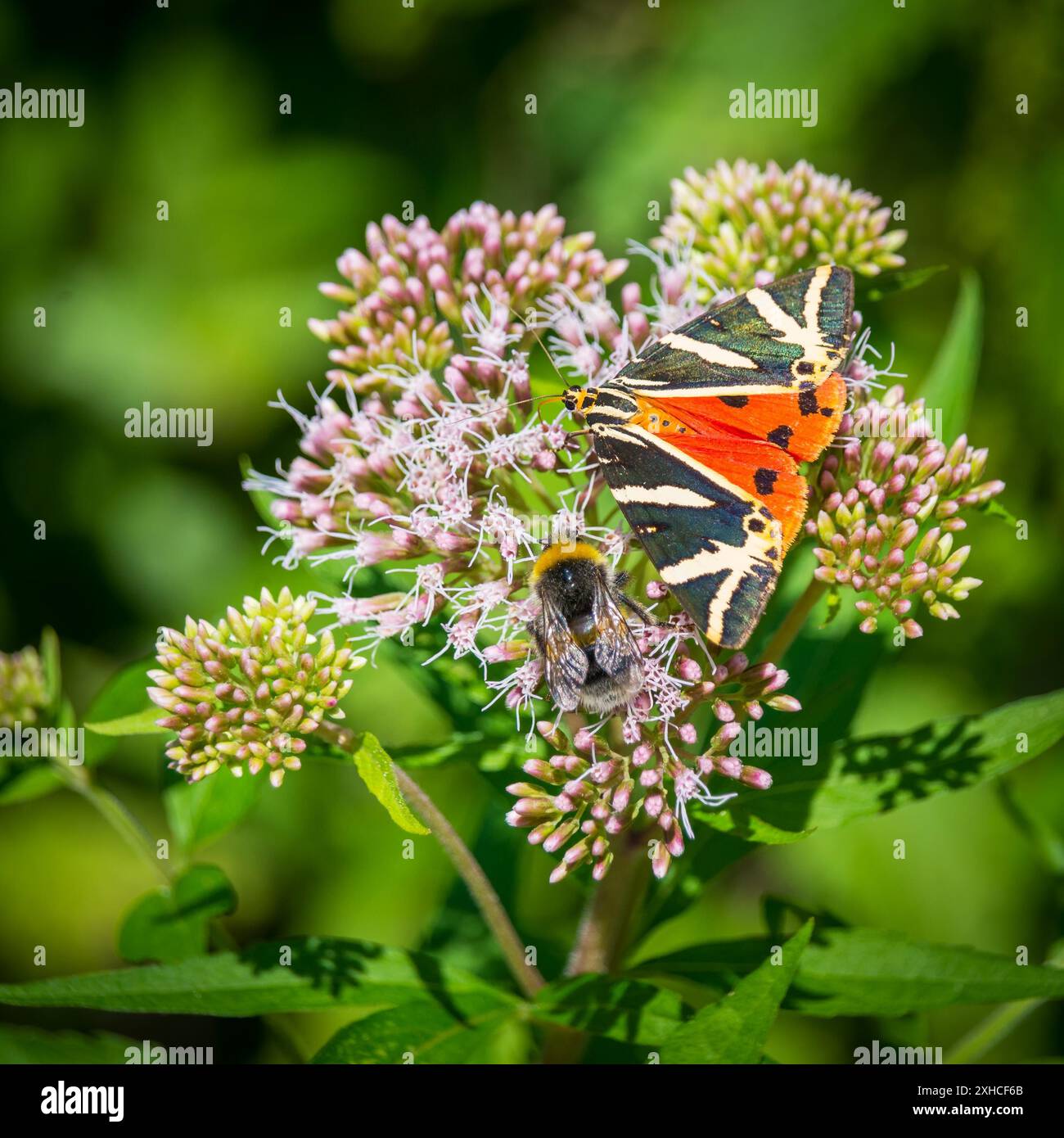 Schmetterling russischer Bär mit einer Biene auf einer Blume Stockfoto