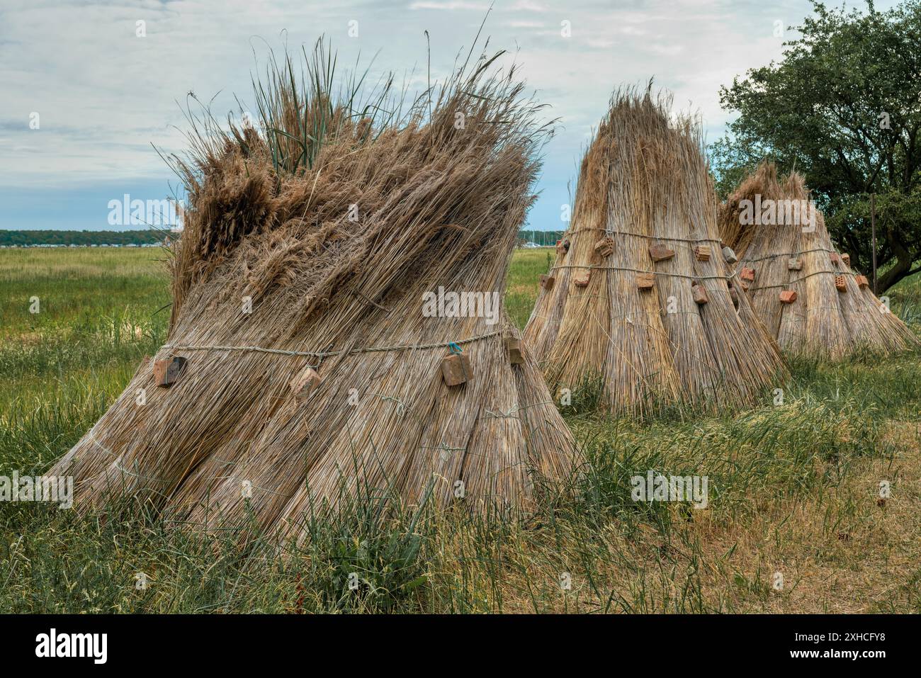 Schilf stapelt entlang einer Filed in Thiessow zum Trocknen links Stockfoto