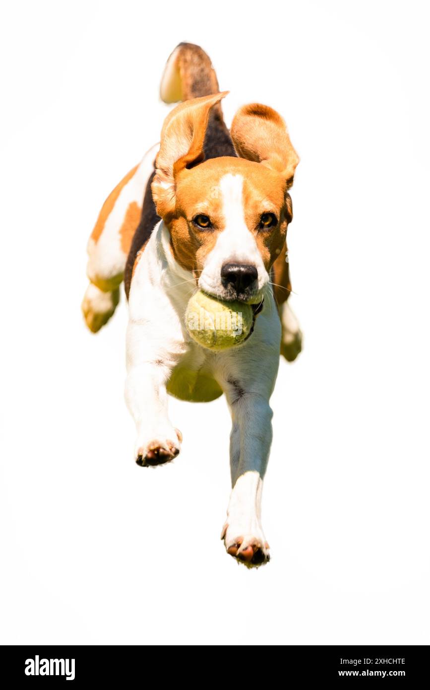 Beagle-Hund läuft schnell ab. Hund läuft auf Kamera zu, isoliert auf weißem Hintergrund Stockfoto