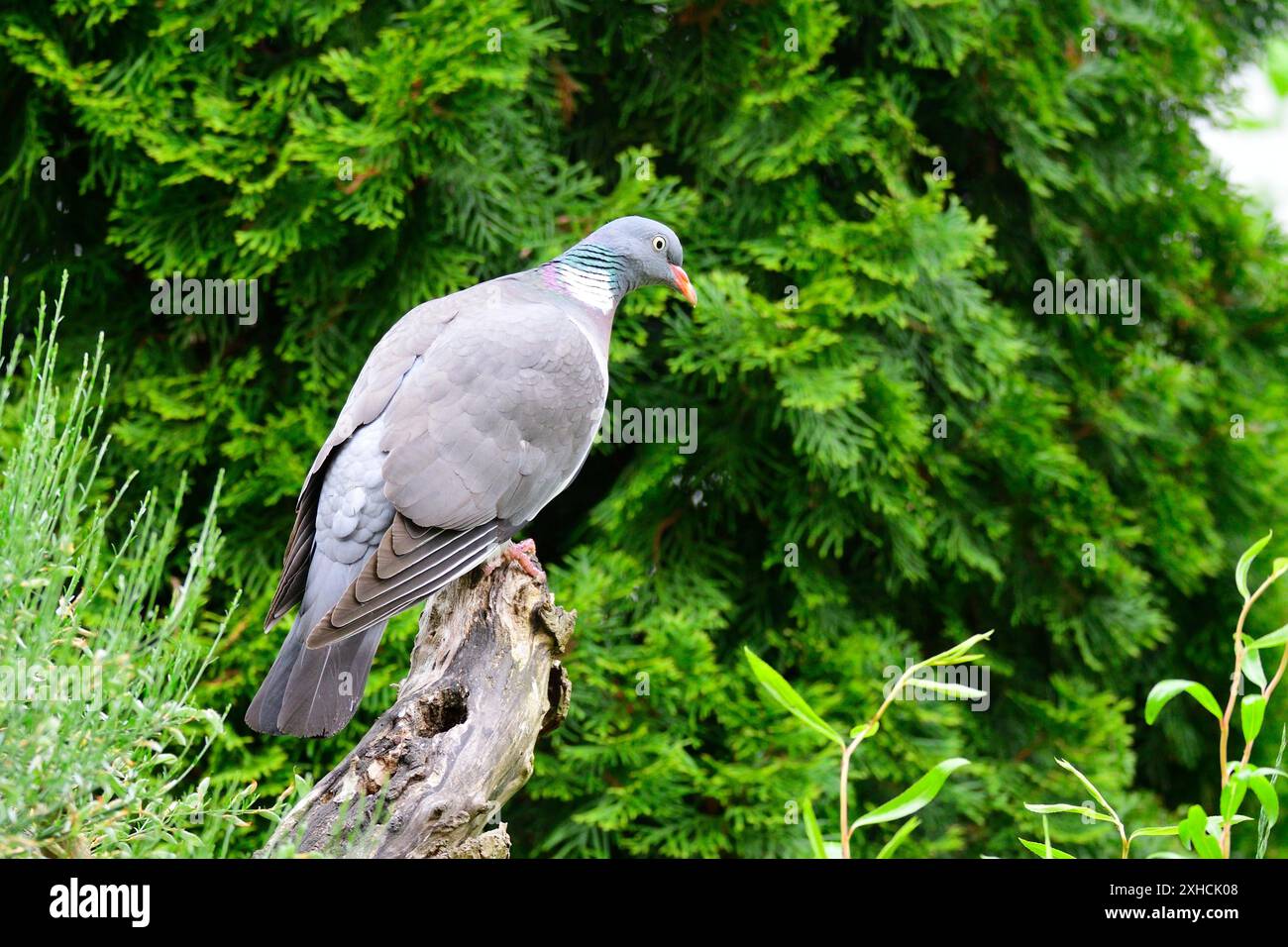 Holztaube im Garten, gemeine Holztaube. Columba, sucht im Garten nach Essen Stockfoto