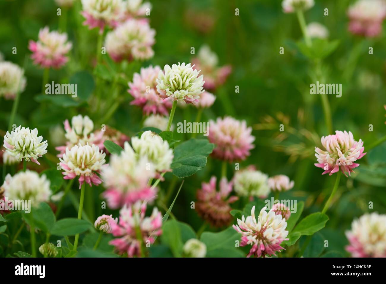 Alsike-Klee (Trifolium hybridum) Trifolium hybridum, das Alsike-Klee auf einer Wiese Stockfoto