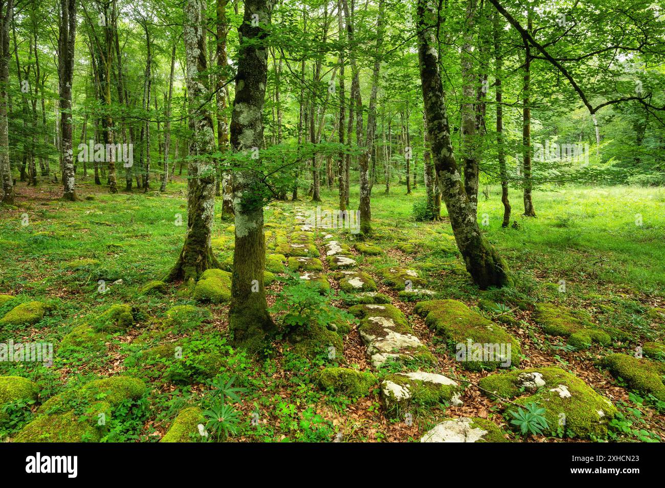 Idyllische Waldlandschaft mit moosigen Steinen und moosigen Baumstämmen. Märchenhafte Landschaft. Hochwertige Fotos Stockfoto