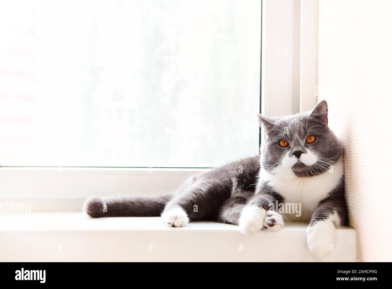 Graue und weiße Katze mit orangefarbenen Augen, die am Rand des weißen Fensters in einer hellen Wohnung chillt Stockfoto