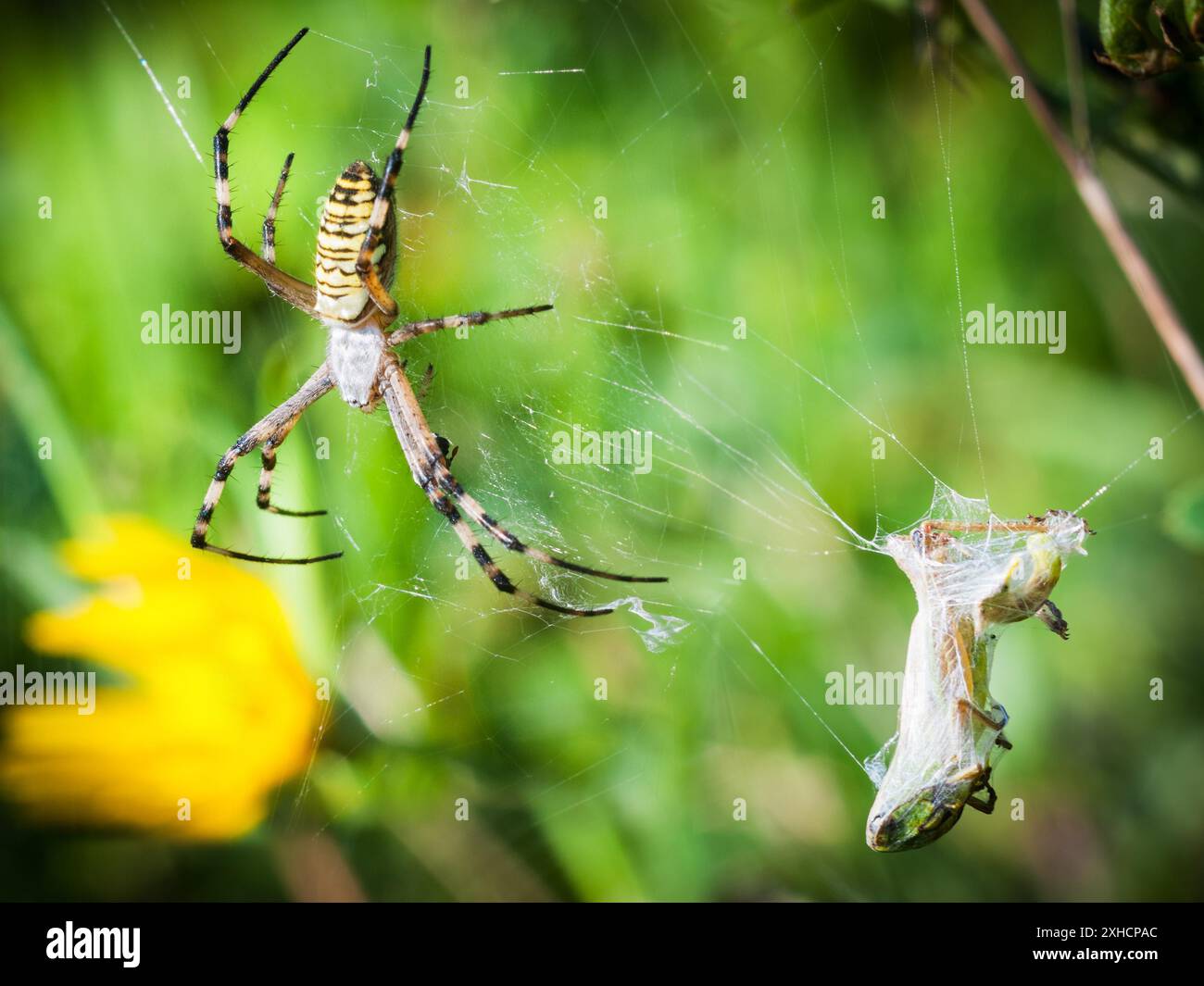Wespenspinne mit Beute in seinem Netz Stockfoto