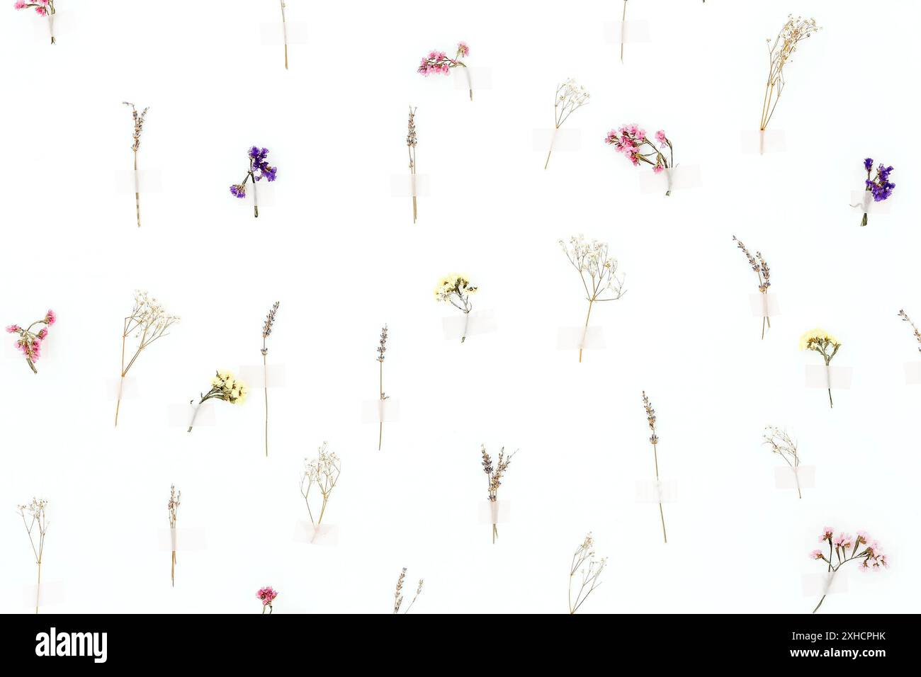 Hintergrund aus Blumenmuster. Frische natürliche Blumen an der Wand mit Klebstoff-Putz befestigt. Hintergrund des Konzepts Stockfoto