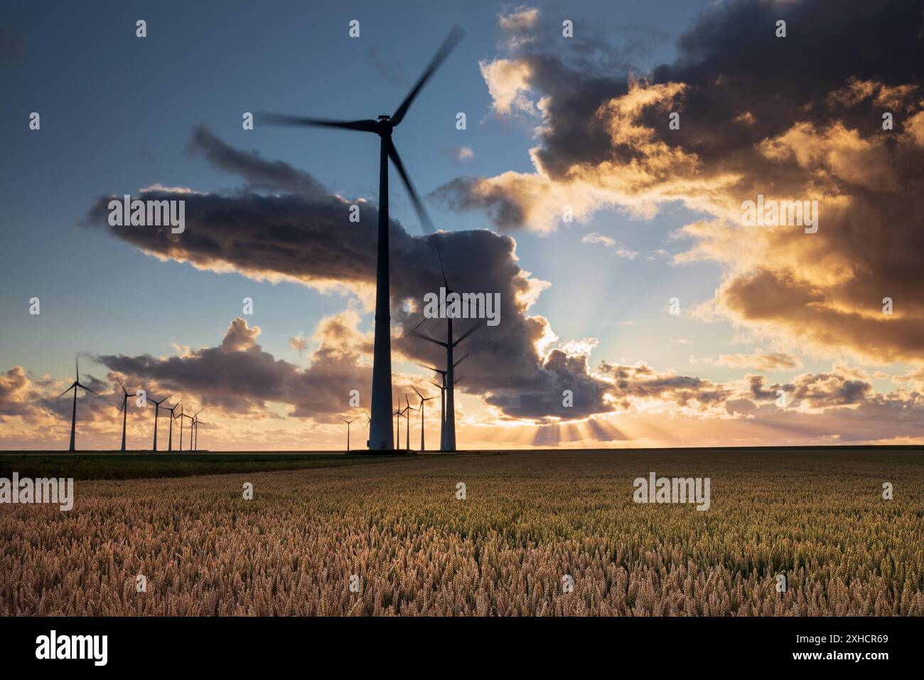Wunderschöner Sonnenuntergangshimmel über Turbinen und Weizenhimmel, Holland Stockfoto