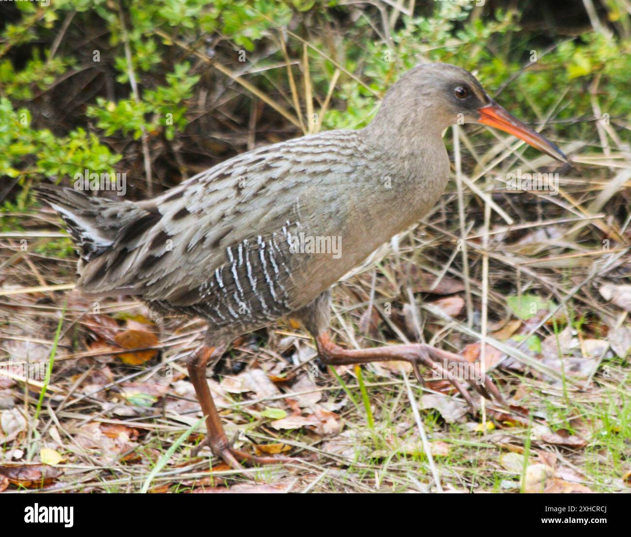 Ridgway's Rail (Rallus obsoletus) California, USA Stockfoto