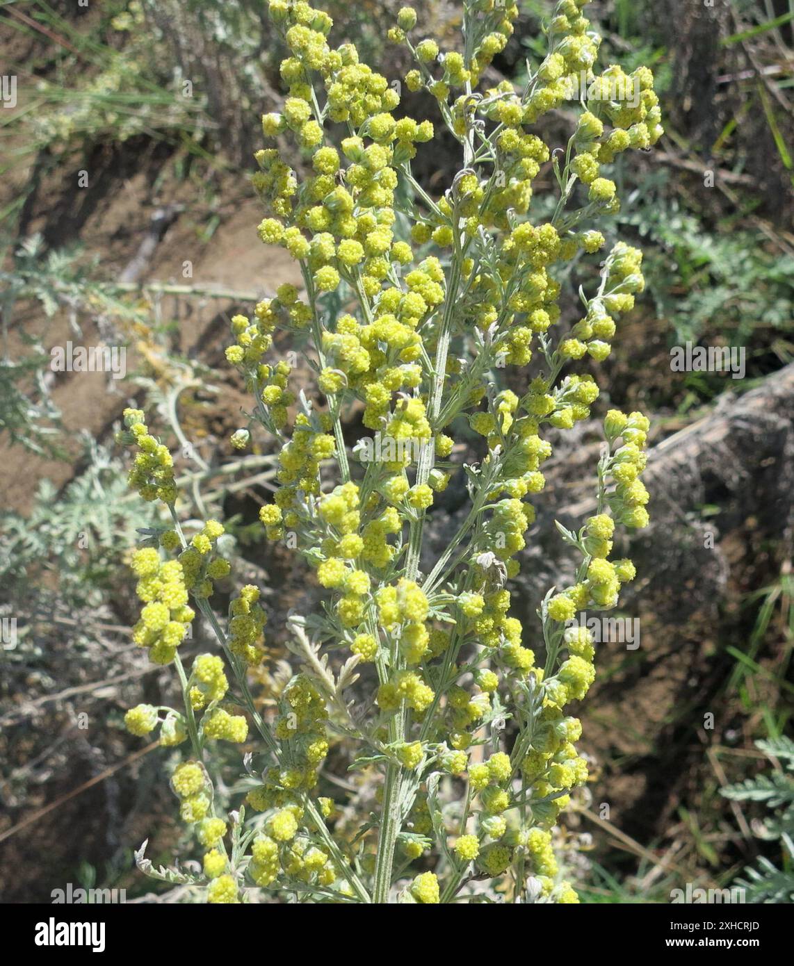 Afrikanischer Wermut (Artemisia afra) Goukamma Nature Reserve Stockfoto