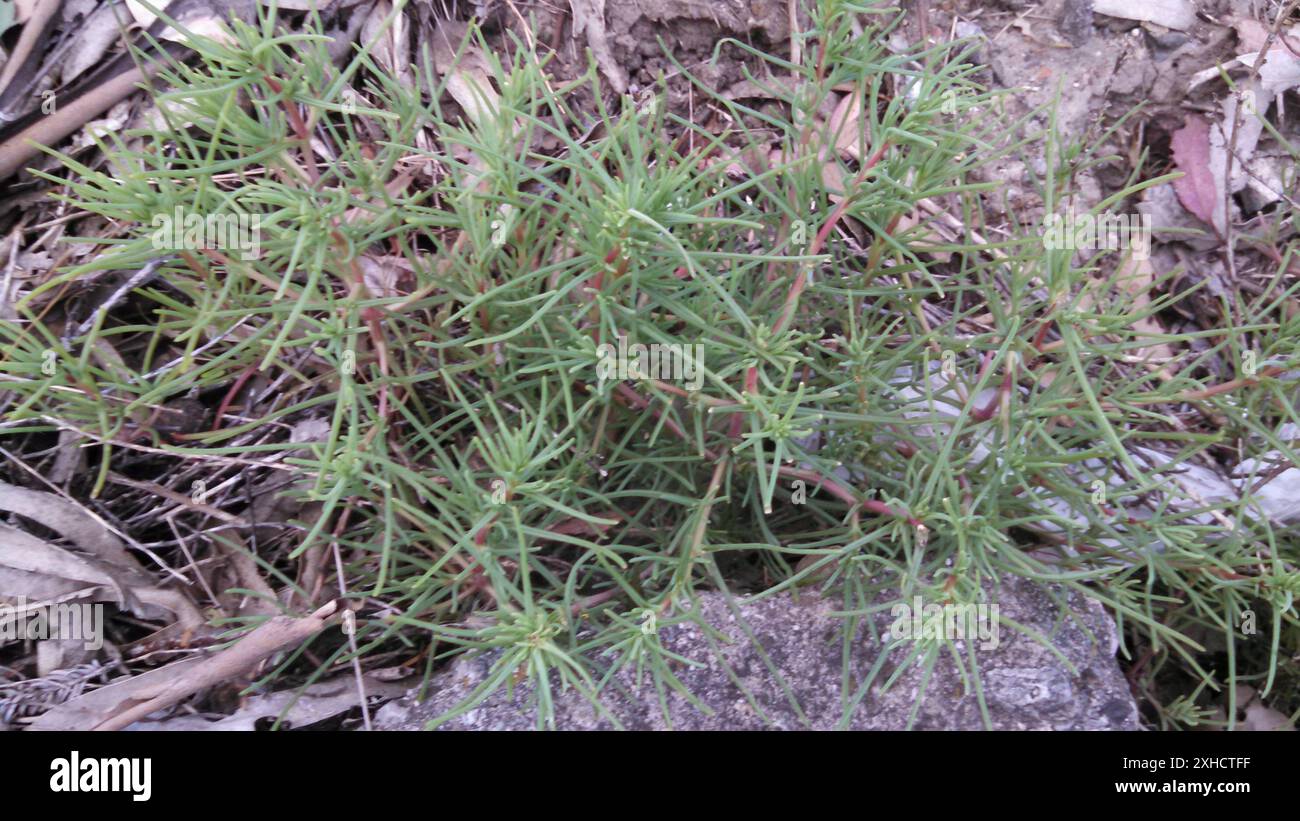 Russische Disteln (Salsola) Martin Luther King Jr. Regional Shoreline, Alameda County, US-CA, USA Stockfoto