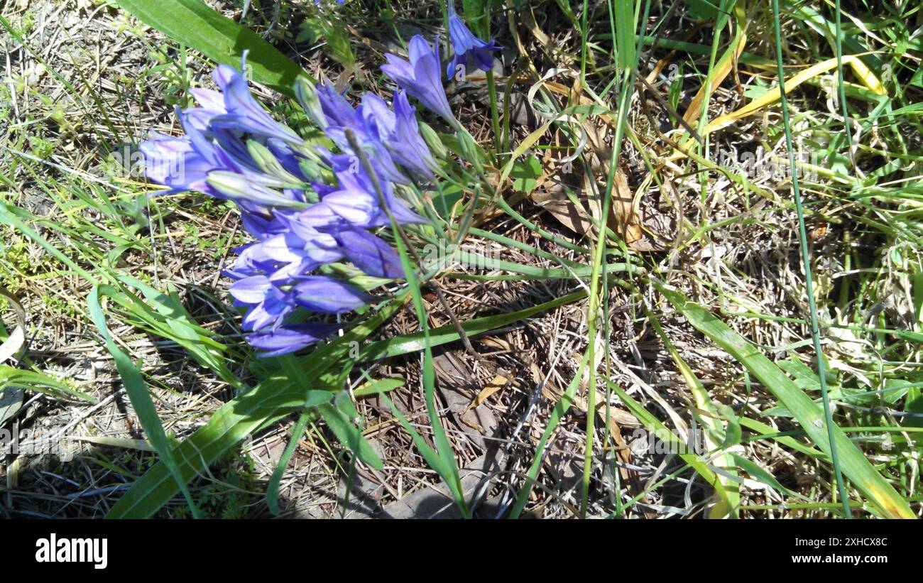 Ithuriels Spear (Triteleia laxa) Contra Costa County, USA-CA, USA Stockfoto