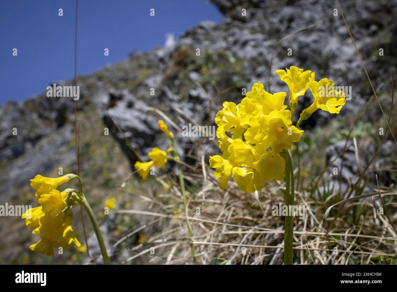 Cowslip in den Bayerischen Alpen Stockfoto