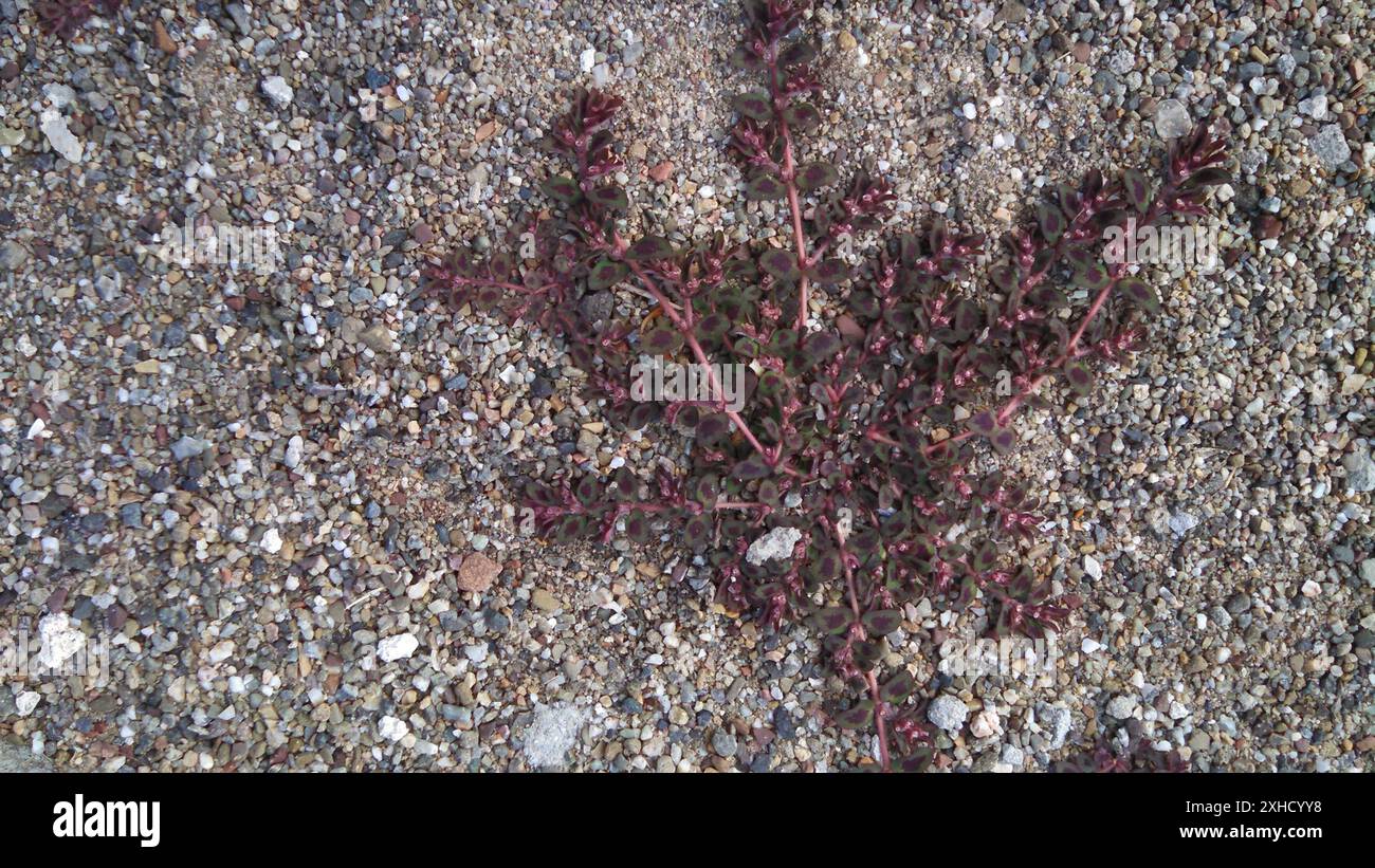 Spoted Spurge (Euphorbia maculata) Alameda County, USA-CA, USA Stockfoto