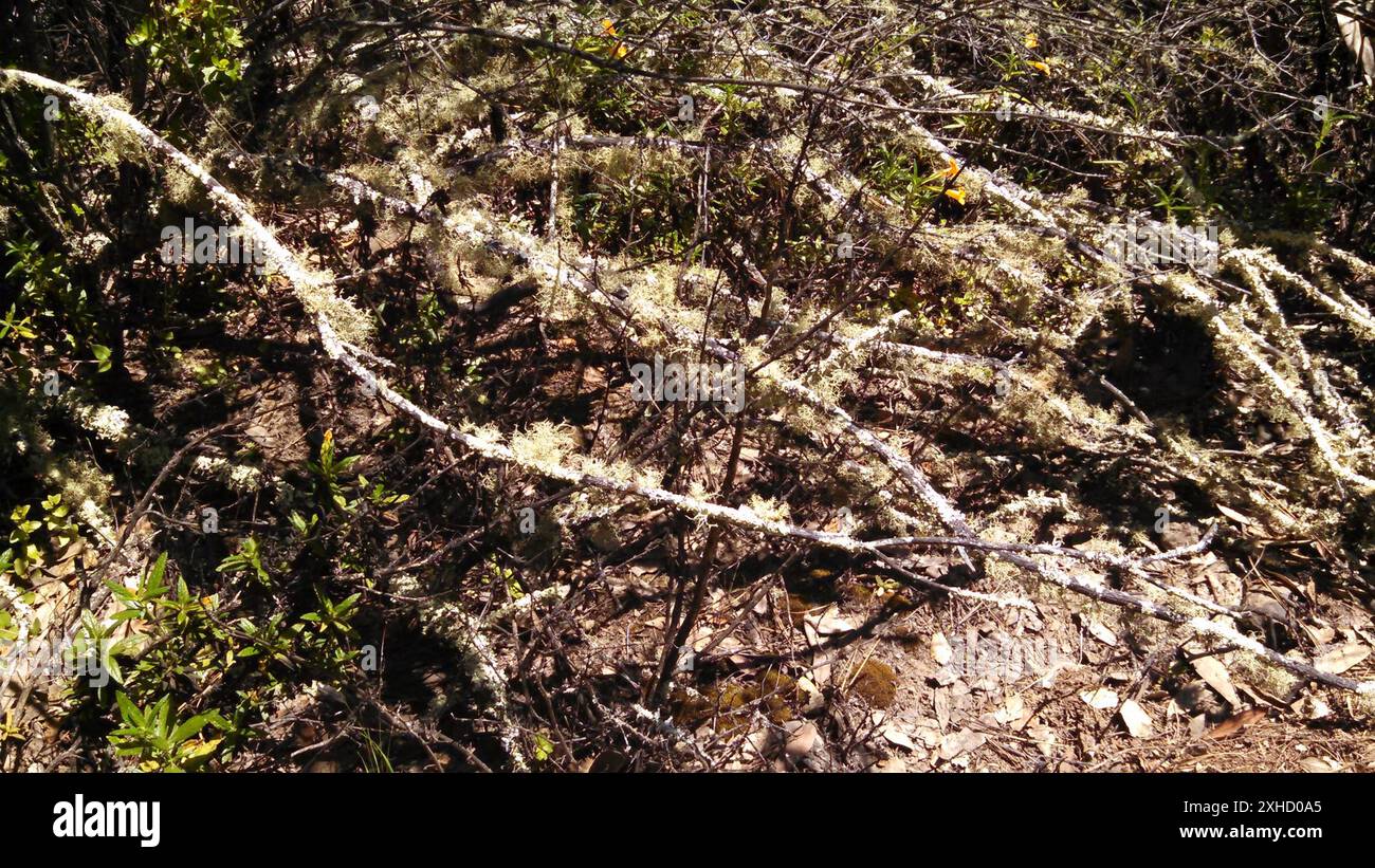 Bartflechten (Usnea) Tilden Regional Park, Contra Costa County, US-CA, USA Stockfoto