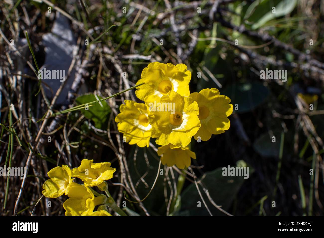 Cowslip Blume in den bayerischen alpen Stockfoto