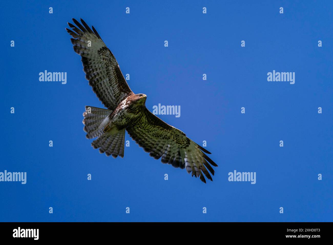 Bussard im Flug am blauen Himmel Stockfoto