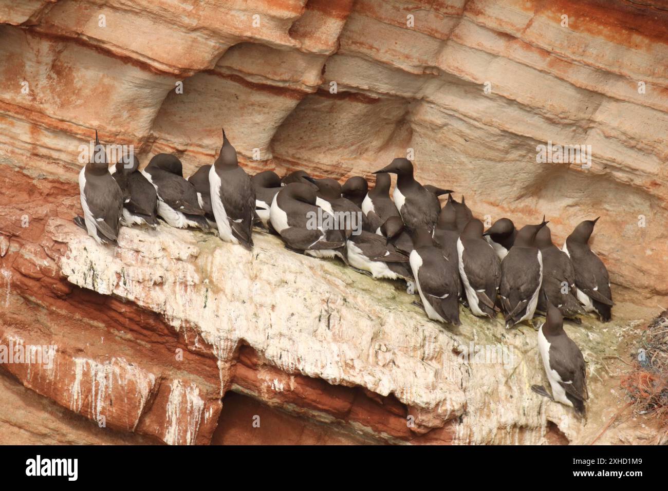 Guillemots auf einem Felsvorsprung Stockfoto