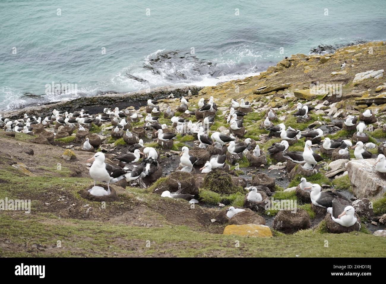 Sounders Island, Falklandinseln (Los Malvinas) Stockfoto