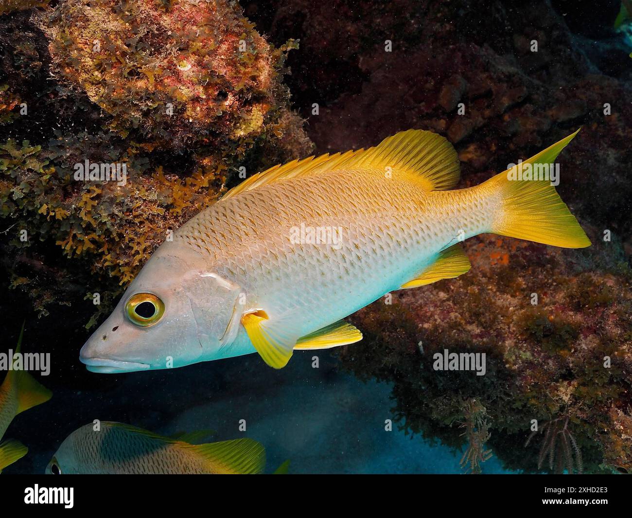 Gelber Fisch, Schnapper (Lutjanus apodus), Schwimmen in der Nähe von Felsen in der Unterwasserwelt. Tauchplatz John Pennekamp Coral Reef State Park, Key Stockfoto