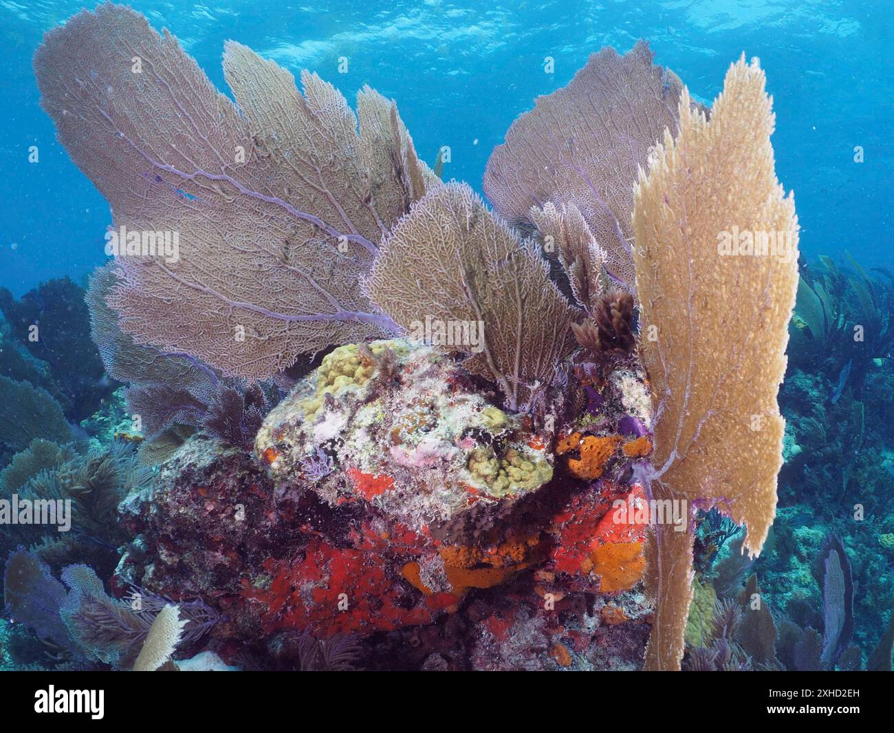 Bunte Korallenformationen unter Wasser, bestehend aus verschiedenen Korallenarten und Meeresfächern (Gorgonia ventalina), gefangen in einem klaren Ozean. Stockfoto