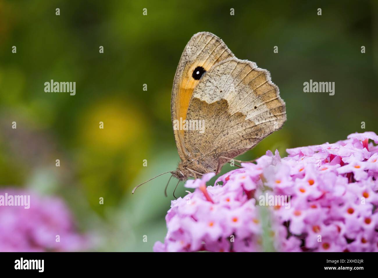 Ein Wiesenbraun (Maniola jurtina) auf lila Blumen sitzend, Nahaufnahme Naturfoto, Hintergrund verschwommen, Hessen, Deutschland Stockfoto