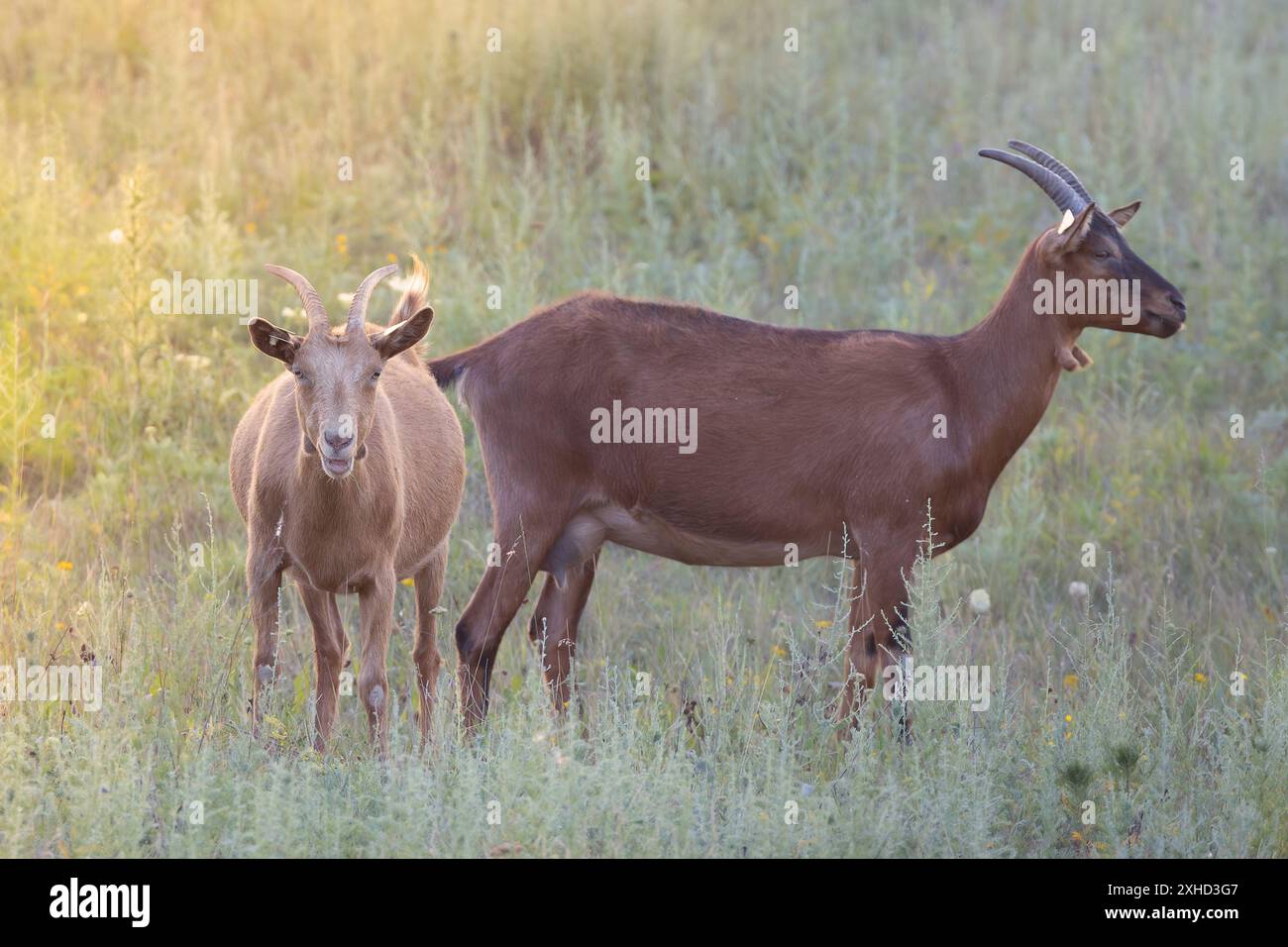 Zwei braune Hausziegen im wunderschönen orangen Sonnenuntergang, Tiere auf der Wiese in der Nähe des Farns Stockfoto