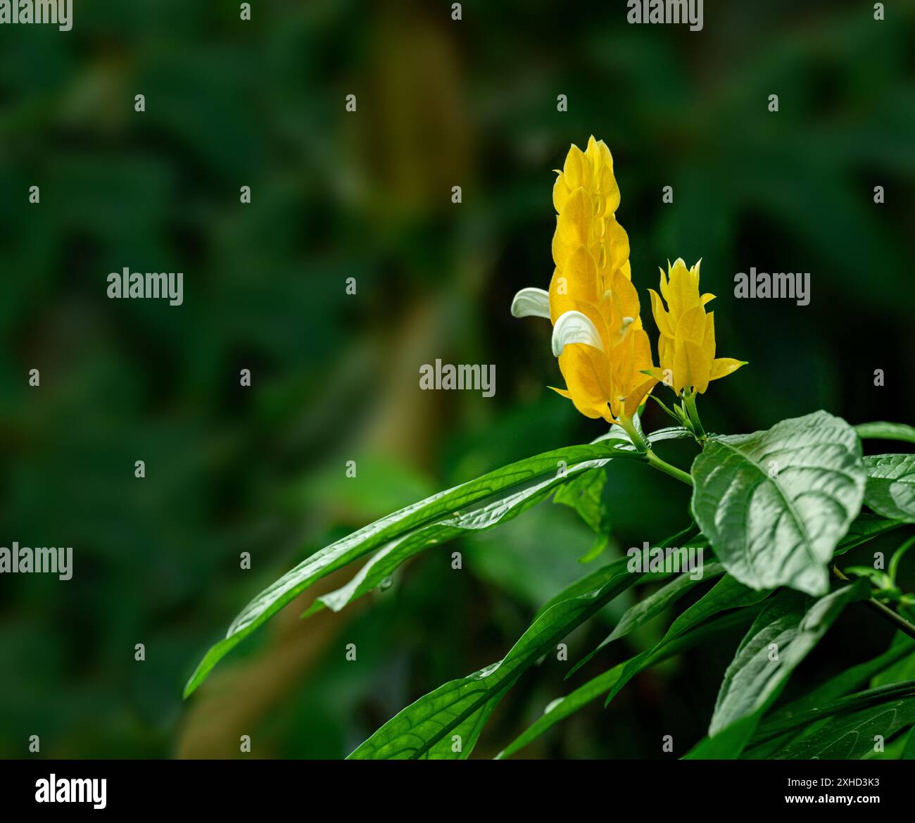 Goldene Garnelenpflanze (Pachystachys lutea). Auch Lollipop-Pflanze genannt. Stockfoto